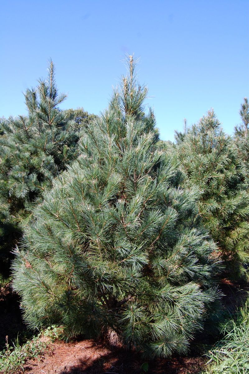 Southwestern White Pine Plant Guide